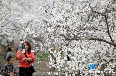 武都区|甘肃陇南：千亩樱桃花开“堆云叠雪”