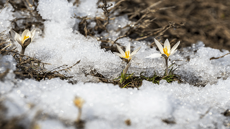 昭苏雪中绽放的野百合