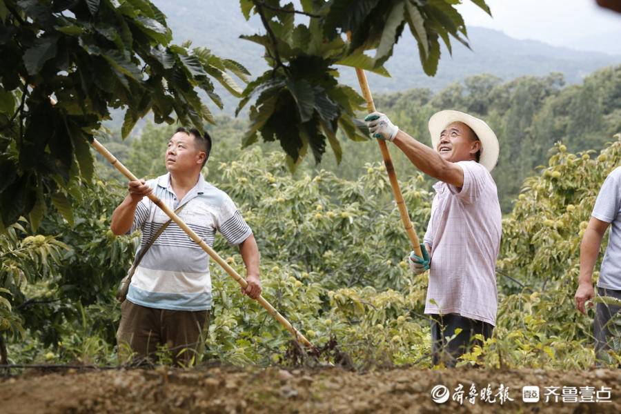 板栗树一年打药明细表图片