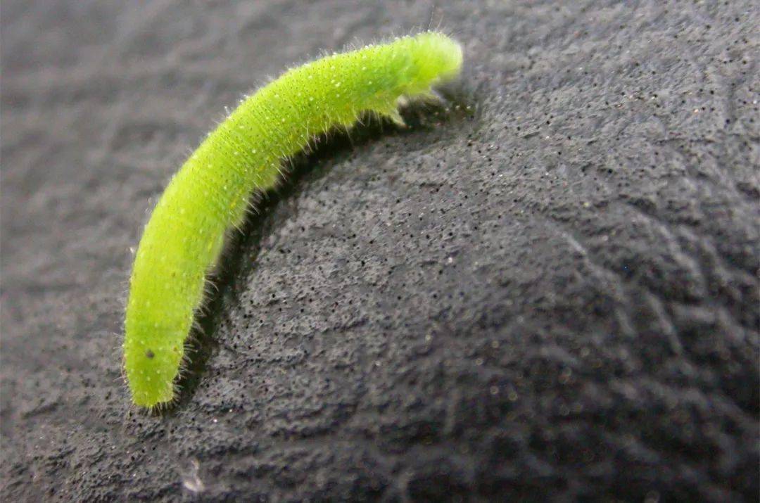 爱利可多03小菜蛾菜青虫的克星