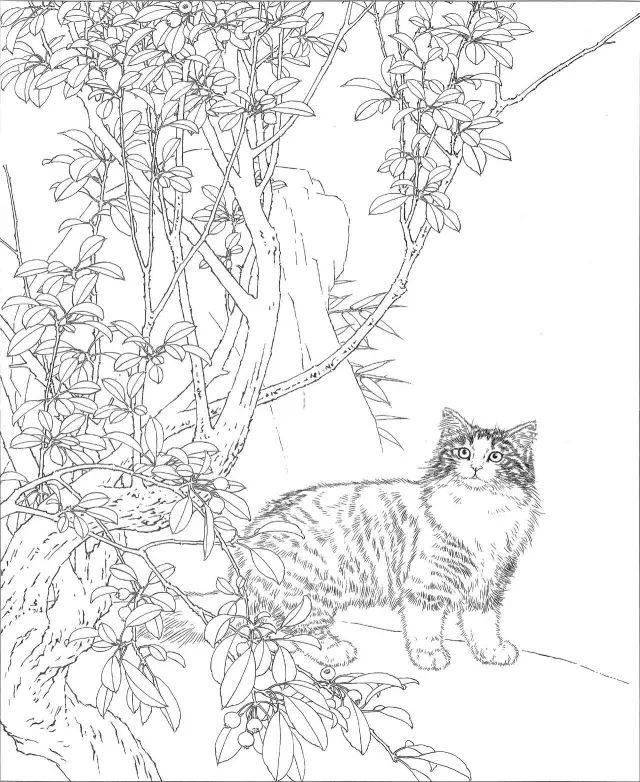 素材 | 邢诚爱工笔画猫专辑 白描作品图都有 请收藏