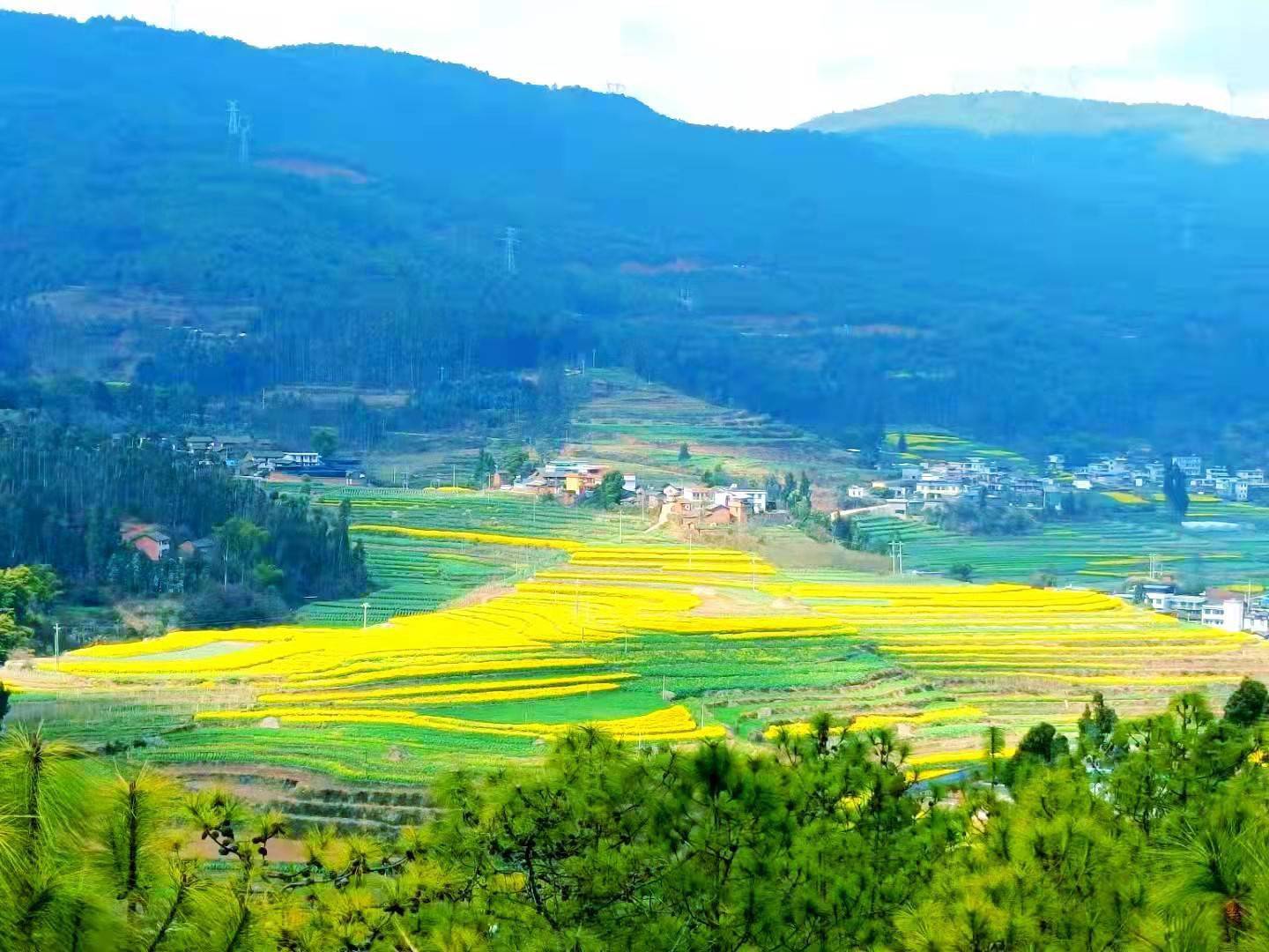 祿豐市一平浪鎮千畝油菜繪就增收景