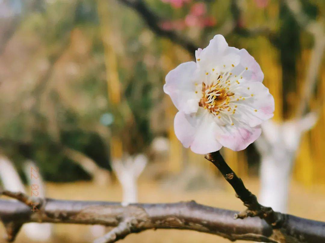 花海|春日花海说开就开，这波浪漫送给如花的你！