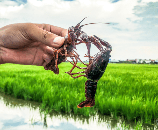 石龙厚禄等乡镇稻虾养殖基地即将开展