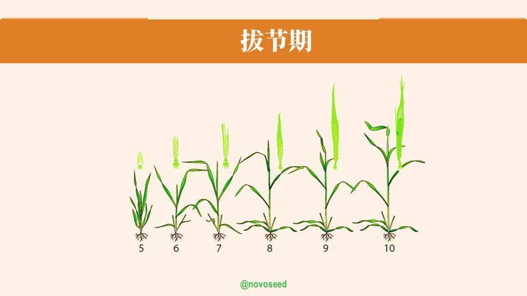 小麦生长过程步骤图图片