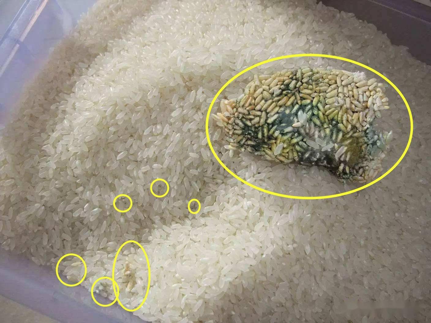而发霉米则是指大米在保存过程中,保存不得当,引起大米霉变,从而