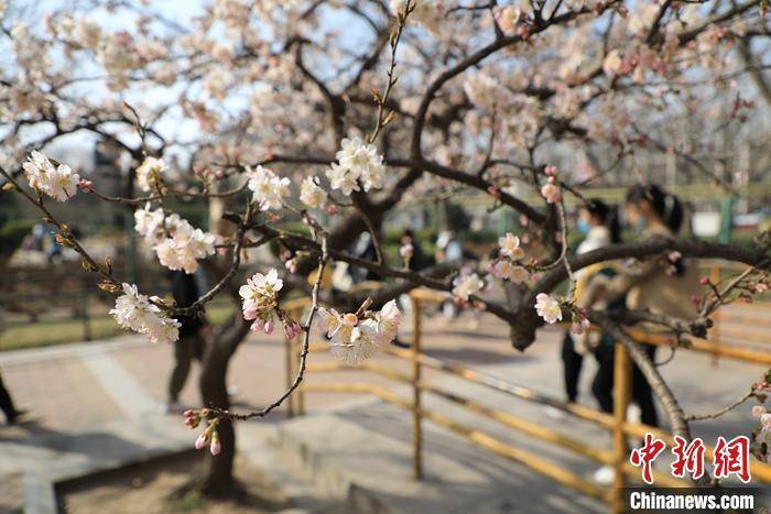 市民|郑州樱桃花竞相绽放