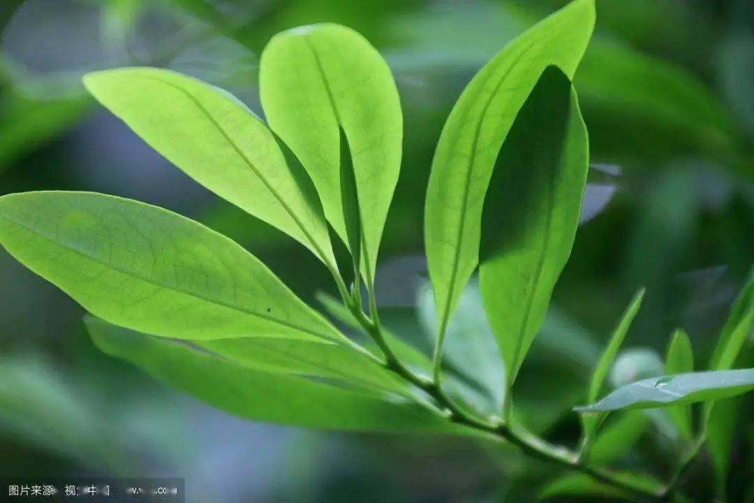 古柯碱)的东西,在医药上用作麻醉剂,属于中枢神经兴奋剂,该种亦为毒品