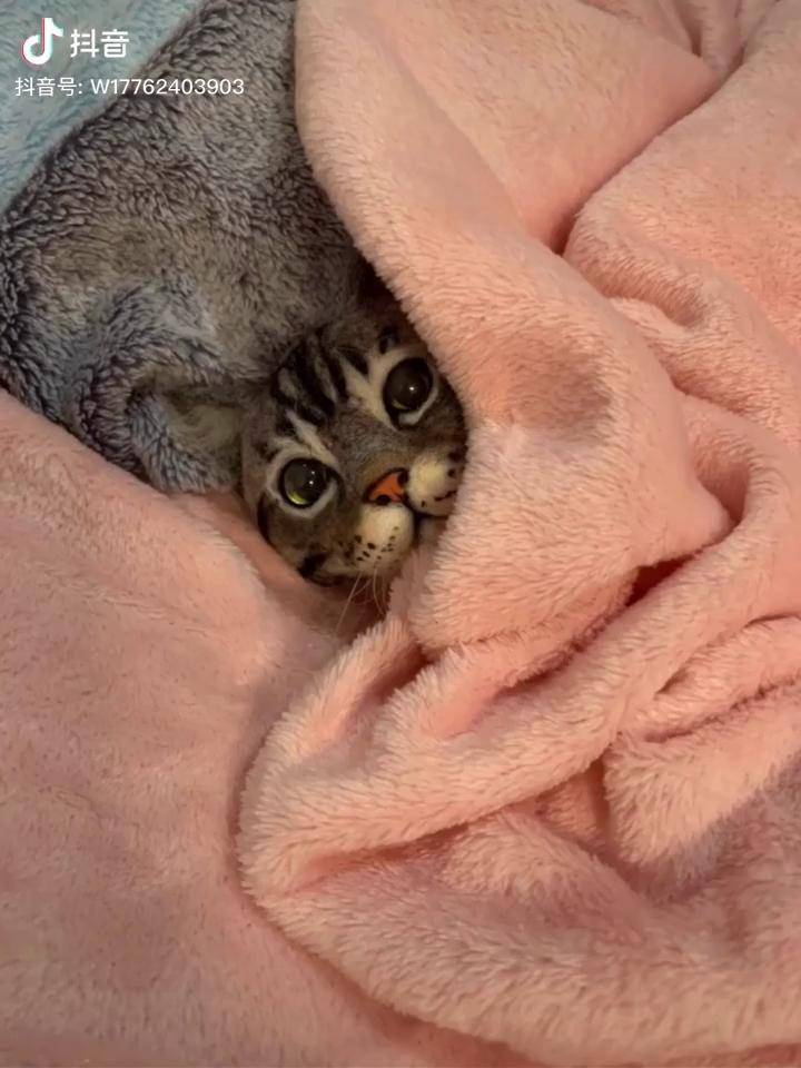 羊毛毡仿真猫咪羊毛毡猫