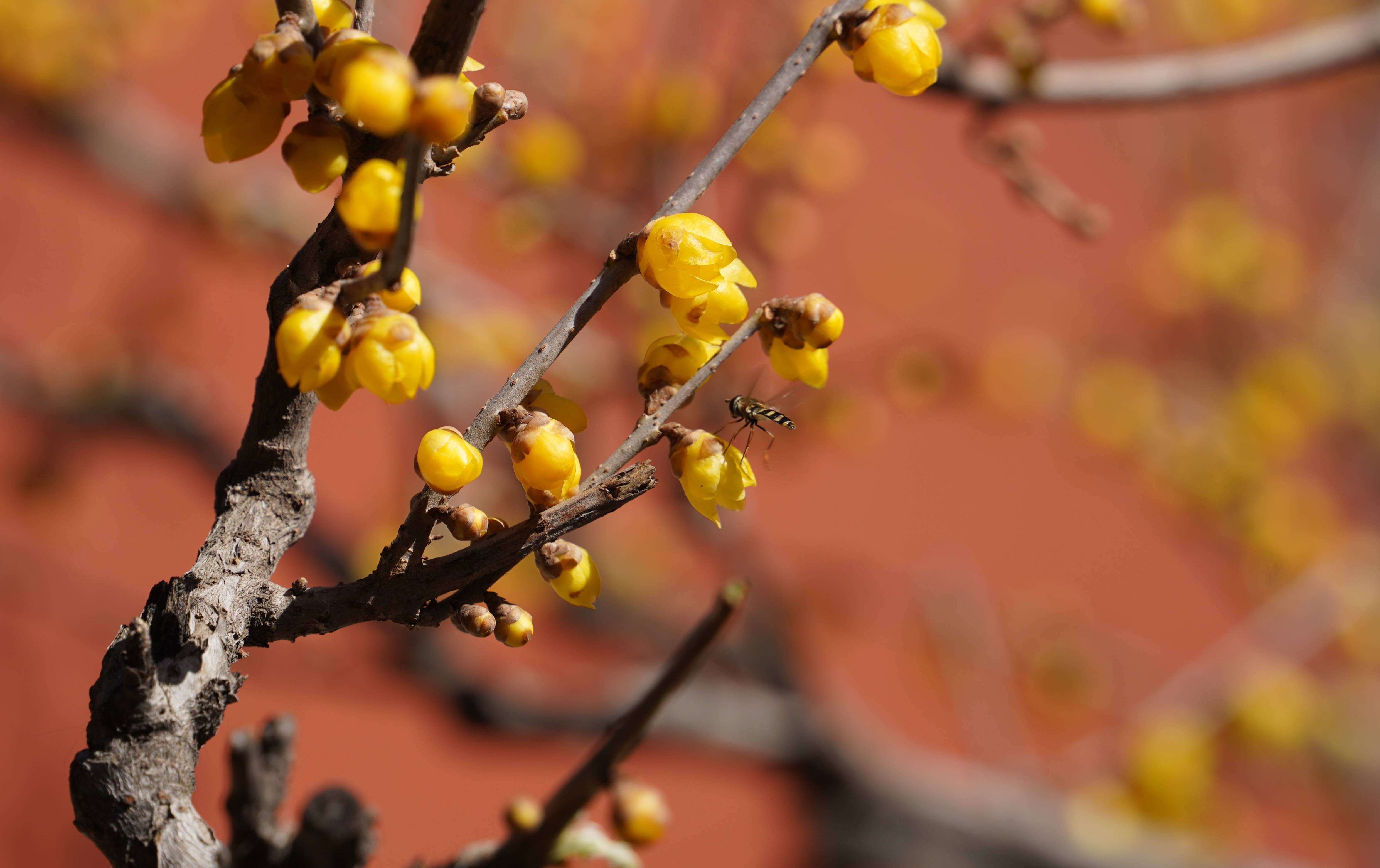 古代|惊蛰时节，暖阳新圃看虫萌