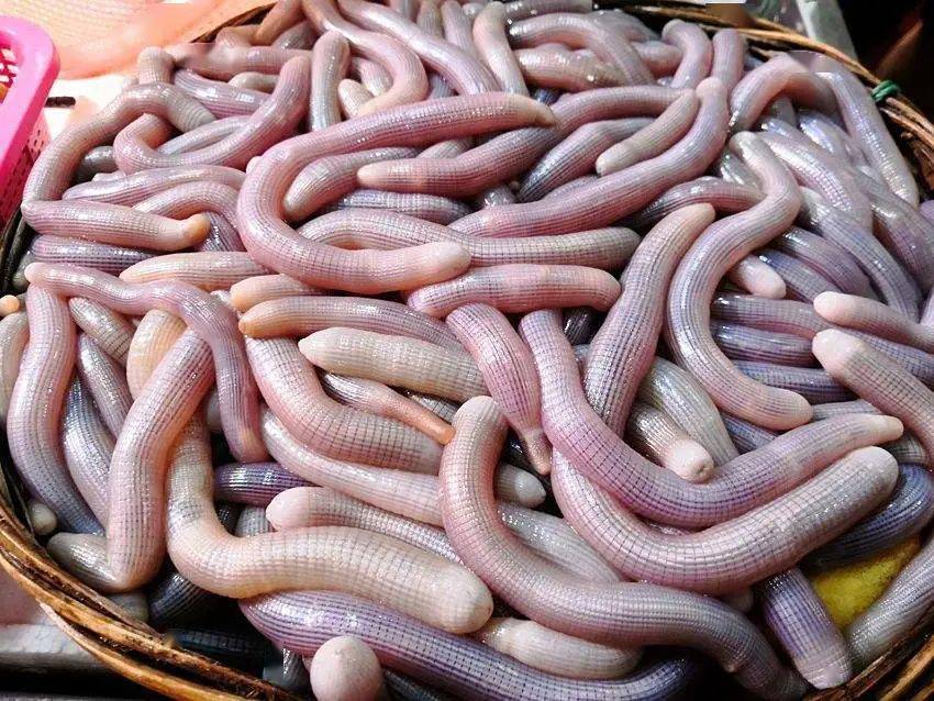 三月的湛江到底有多"鲜"?_沙虫_鲳鱼_湛游君