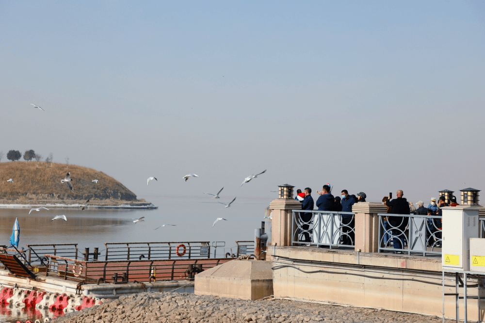 乌海红嘴鸥回来了!_老朋友_时候_湖一