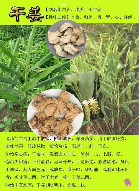 300种常见中草药图谱含功能主治