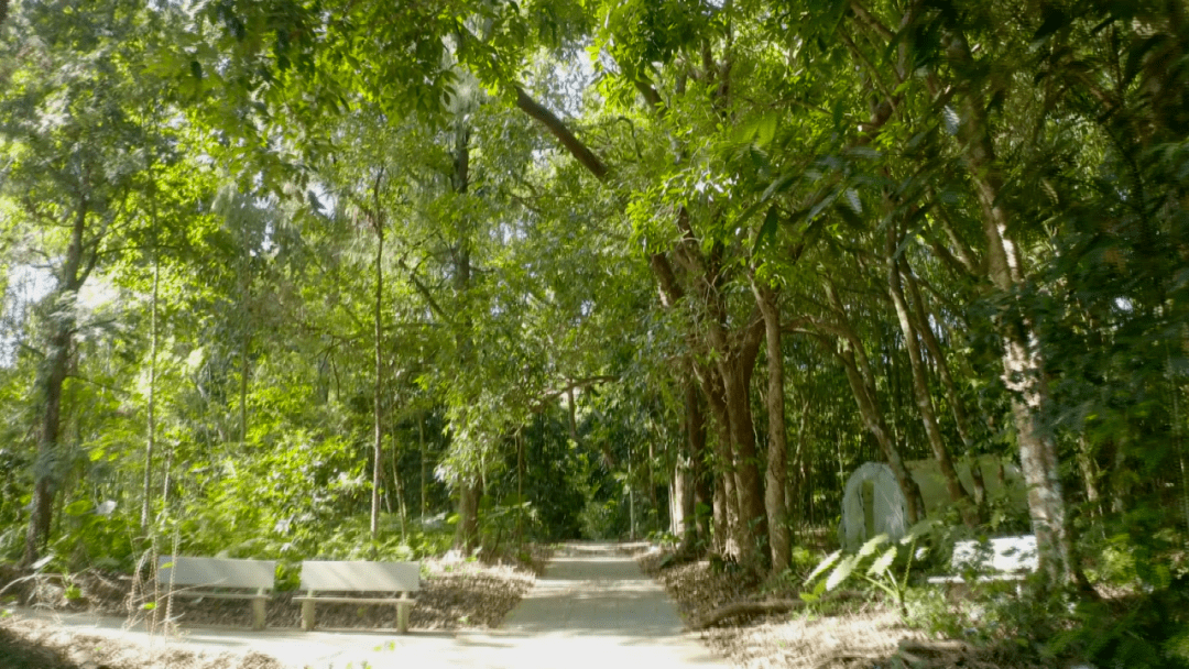 探访国家一级濒危珍稀植物:坡垒_屯昌_海南_资源