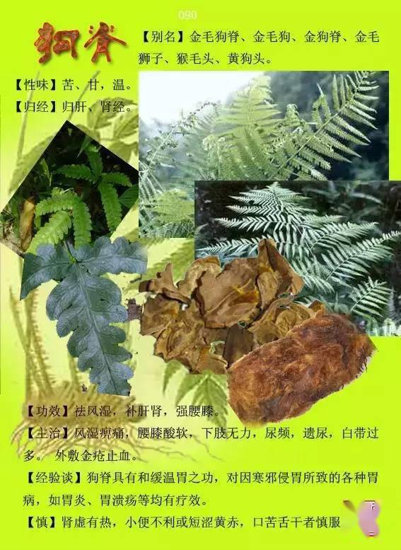 300种常见中草药图谱含功能主治