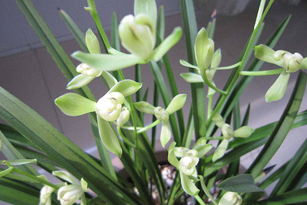 春节赏兰 若兰 兰花 人品