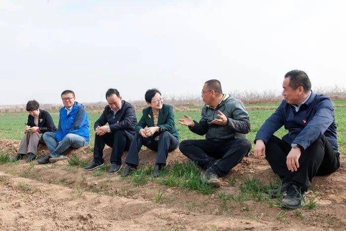 种粮大户座谈在椿林镇保南村与张睿教授探讨小麦促弱转壮措施8日上午