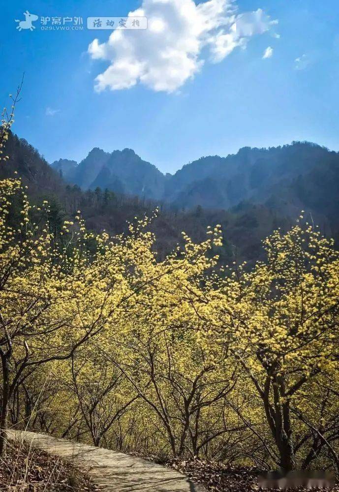 汉中这片花海开始绽放_佛坪_茱萸_山居
