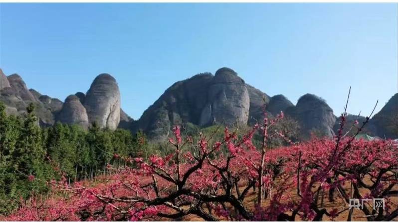 桃花|【赣鄱春景】春到江南花开艳 一抹春色尽开颜