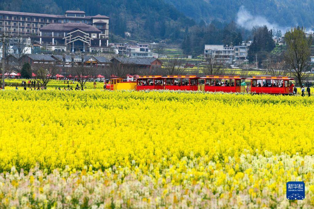 经济|贵州贵定：“赏花经济”带动乡村旅游