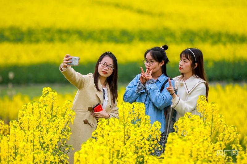 周娴|贵州施秉油菜花开引客来