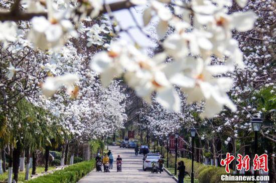 来源|春日限定景色！各地百花绽放