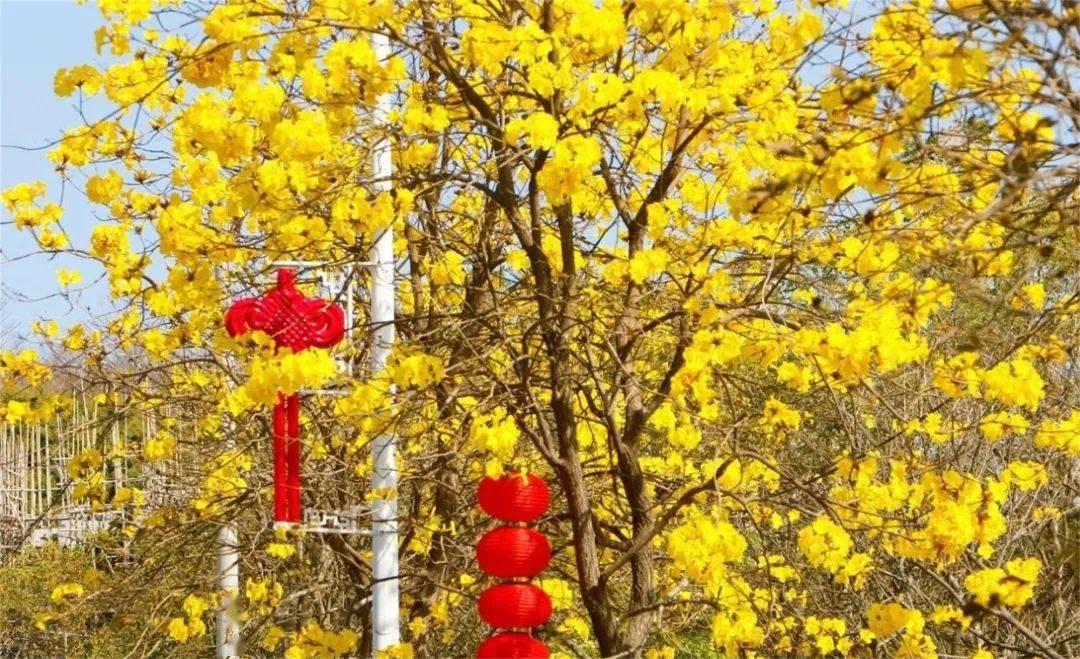 天龙溪禾雀花基地门票图片