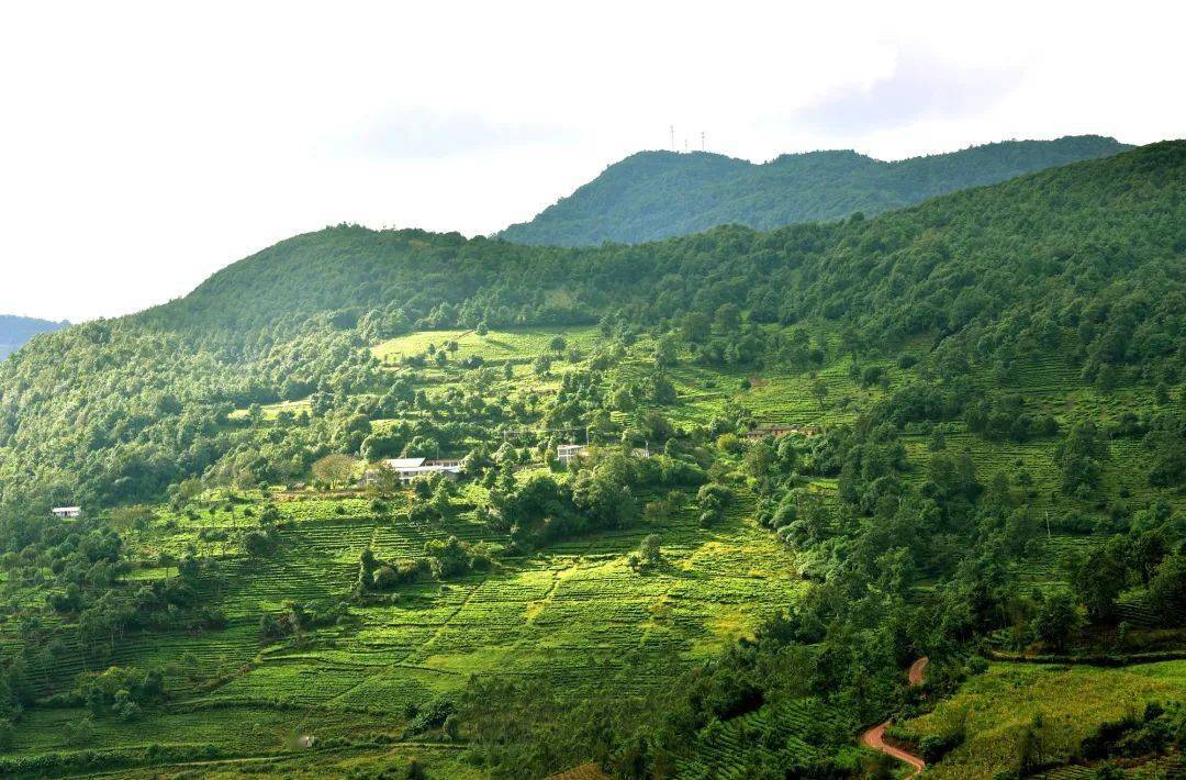 双柏白竹山:茶园又热闹了起来