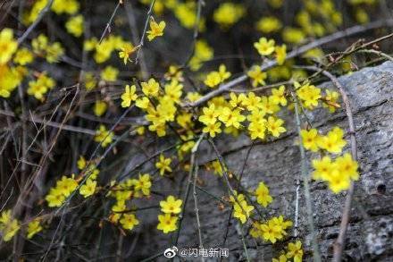 淄博市|潭溪山春花烂漫正当时