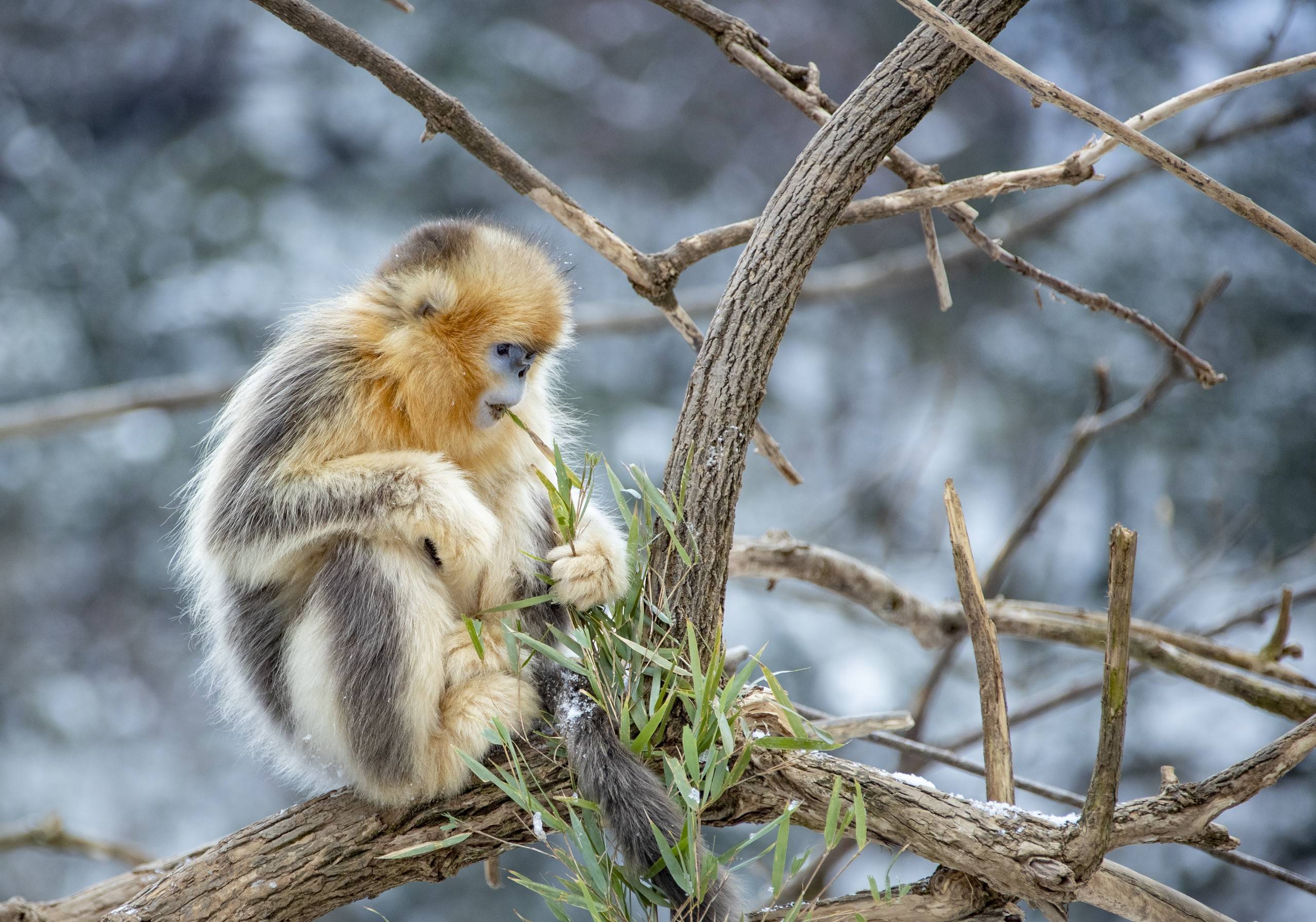 喂食野生金丝猴成流量密码别让你的爱害了它们