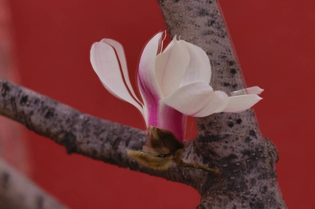 玉兰花,故宫,北京|北京故宫外玉兰花美如画