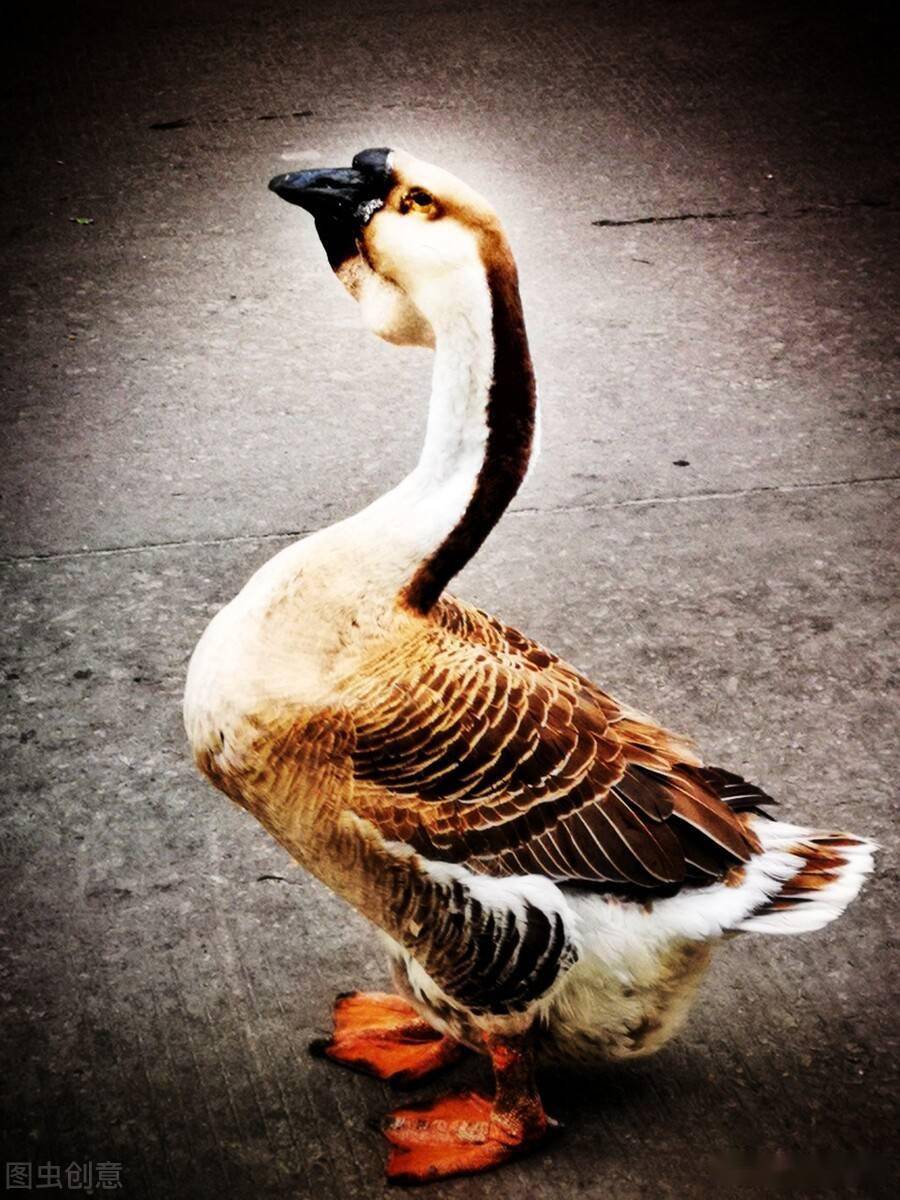 "狮头鹅之乡"在哪里?_澄海_汕头_体重