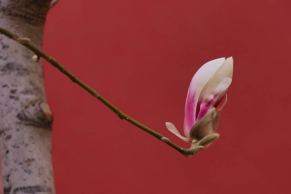 玉兰花,故宫,北京|北京故宫外玉兰花美如画