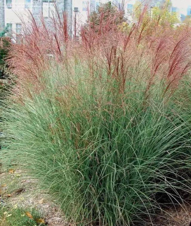 园林植物丨芒草类观赏草介绍