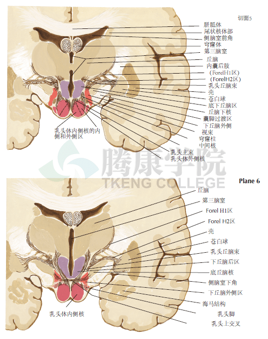 下丘脑分区图片
