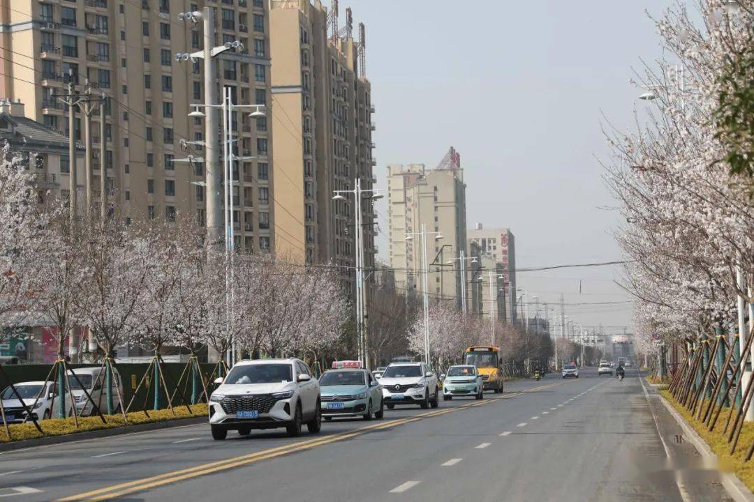 龙岗路_黄雪_绿化