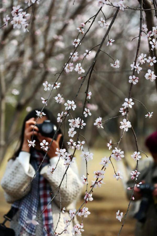 文化|春花观赏季来临，北京推出111家公园赏花片区，还有40多项春季系列文化活动