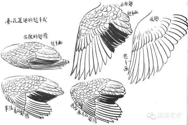 孙其峰花鸟画谱孔雀的画法