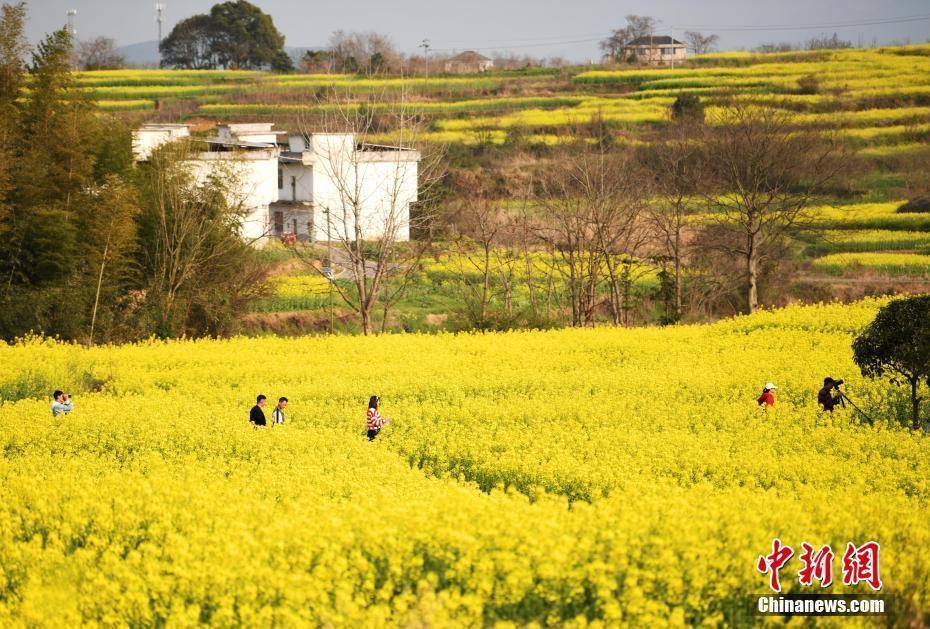 百花,景色,春日,景色|春日限定景色！各地百花绽放