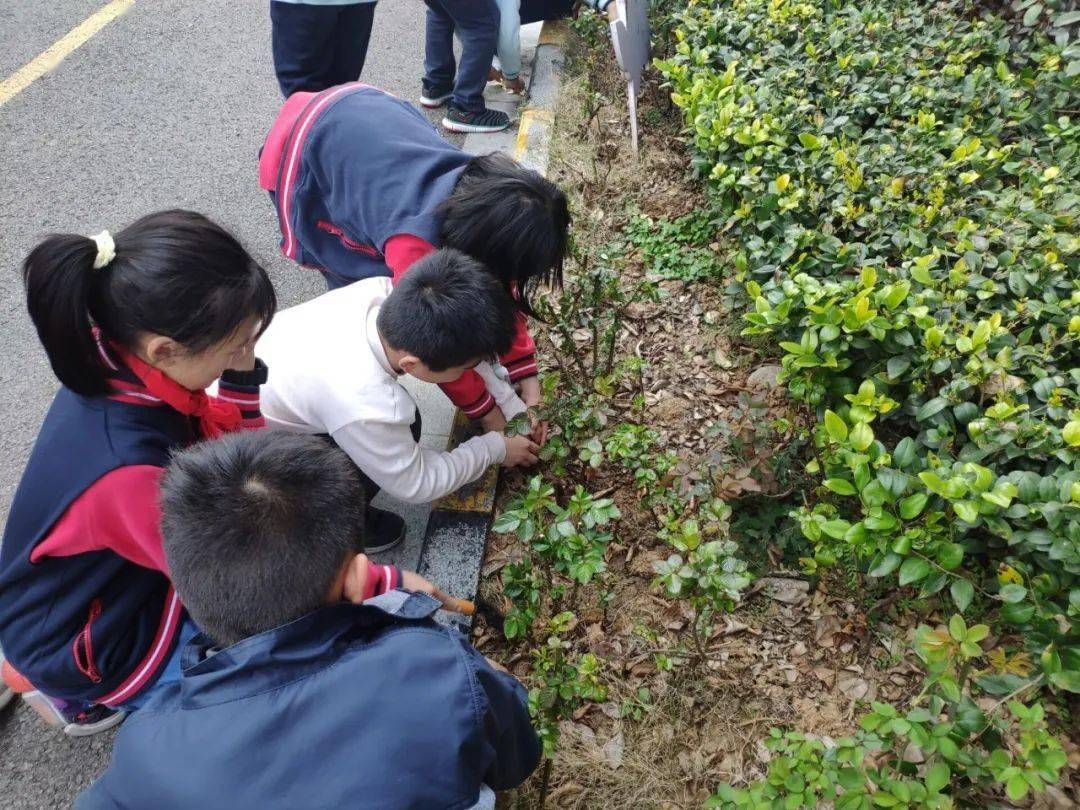 【校園新聞】我為紅領巾添光彩——華山路小學植樹節系列活動_招新啦