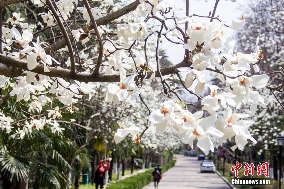 湖北|湖北秭归：春花映峡江