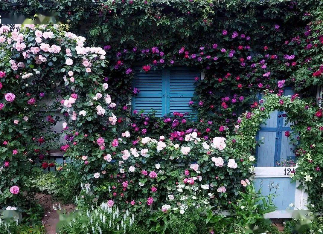 给你的花园造一面月季墙
