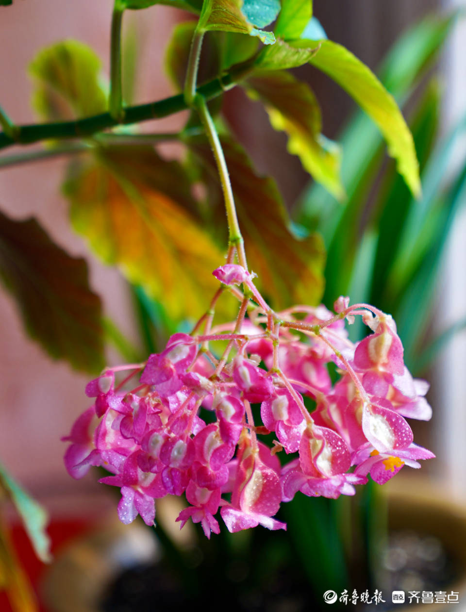 竹节海棠花盛开寓意幸福生活节节高