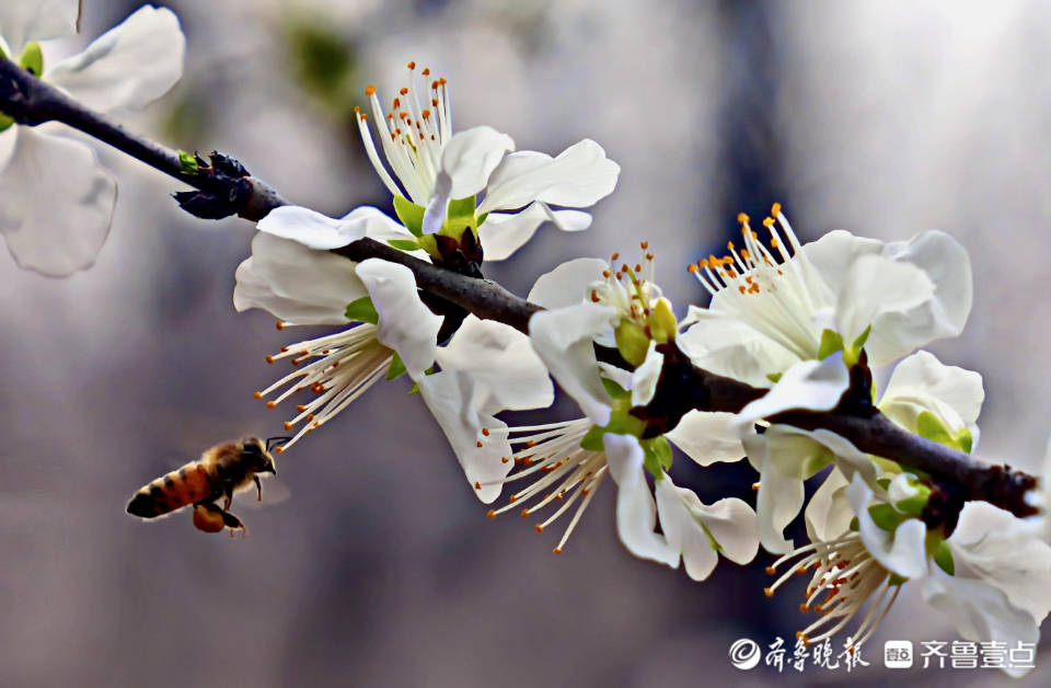 春天到花儿俏小蜜蜂采蜜忙