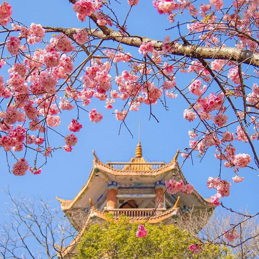 春日浪漫又到泸山樱花盛开时快把赏花安排上