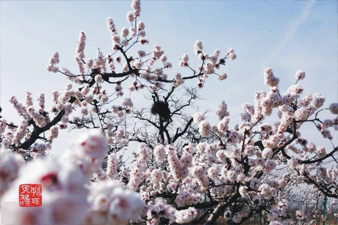 铜川_杏林_曹杏