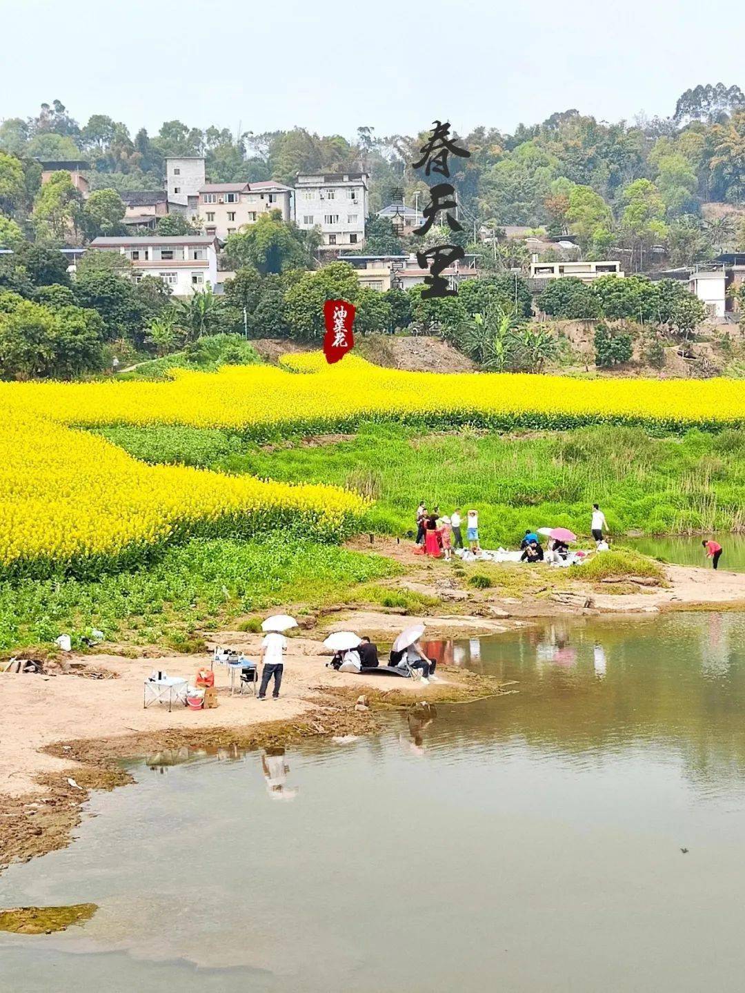 在永川朱沱鎮漲谷村周公沱,連片的油菜花競相開放,旁邊就是