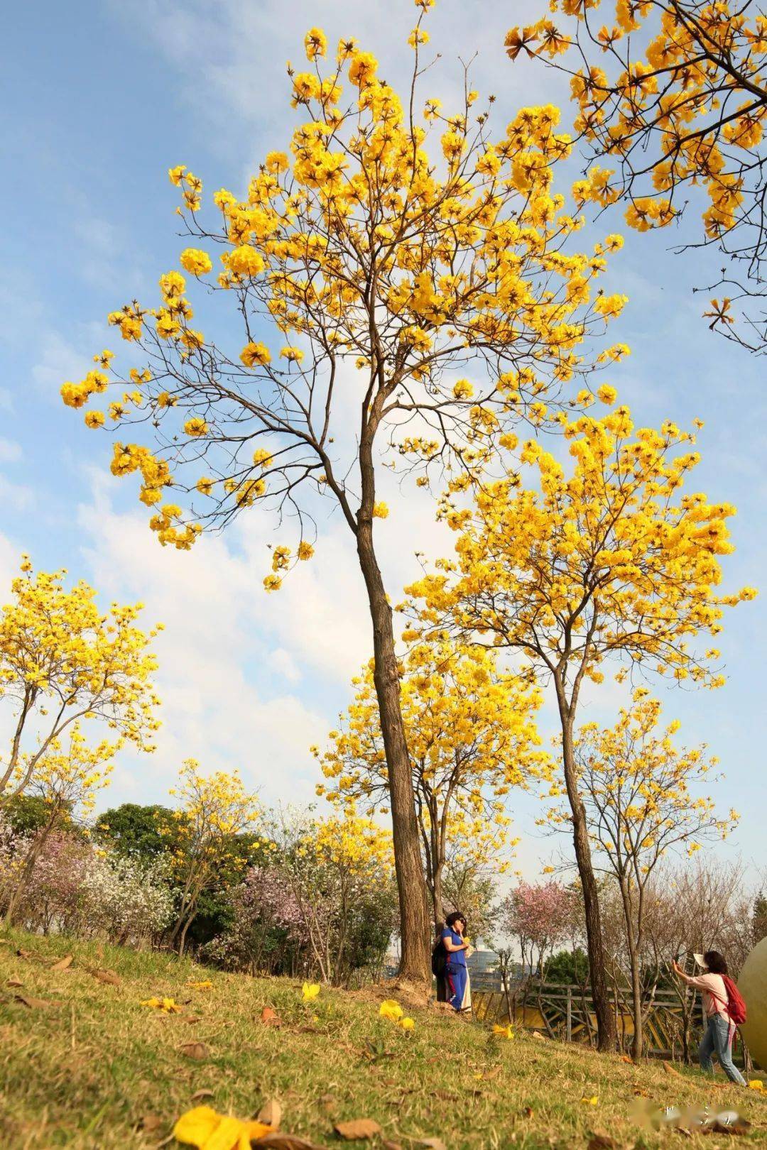 顺峰山公园黄花风铃木图片