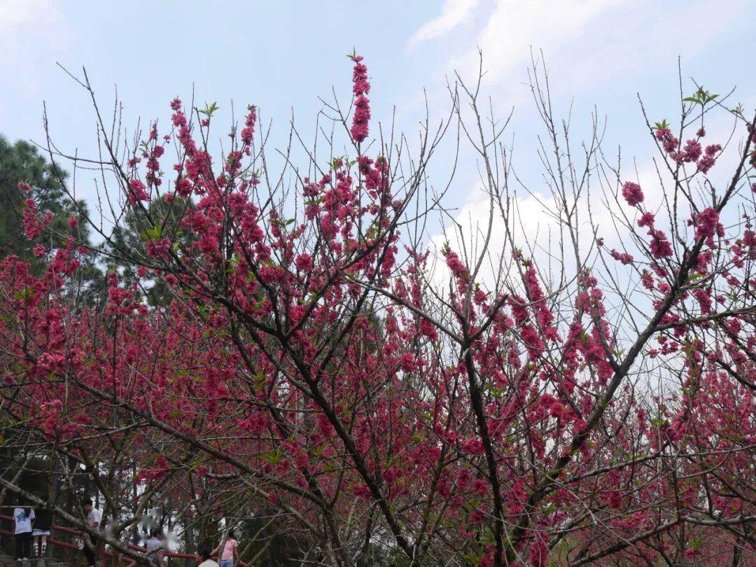 平南生态公园桃花开正浓正是赏花好时节约起