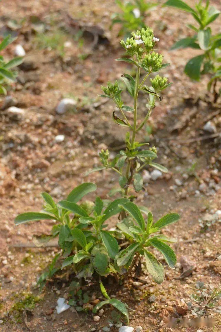 你好大自然第222期甜葉菊